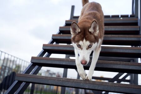 husky in white brown color, blue eyes, acute ears.の写真素材