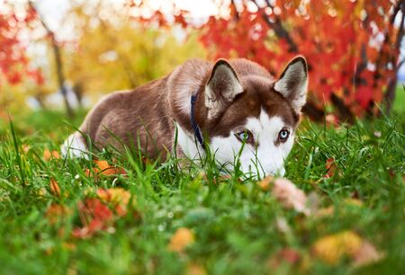 husky in white brown color, blue eyes, acute ears.の写真素材