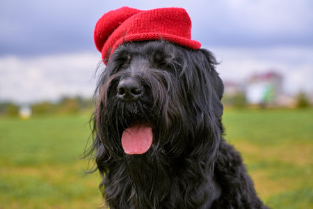 Large Terrier of Zordan black sits on field in hat