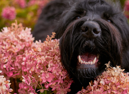 Postcard Terrier Zordan Black in hydrangea flowers