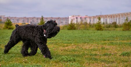 Terrier Zordan Black runs across field meadowの写真素材