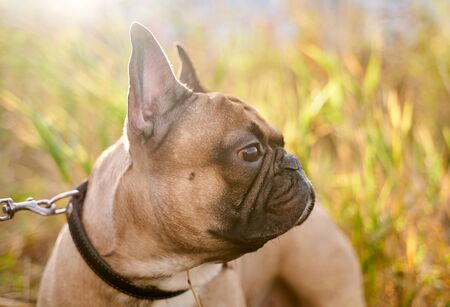 French bulldog on background of Sunny grassの写真素材