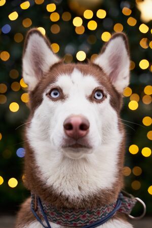 husky holiday lights in evening. shot animalの写真素材