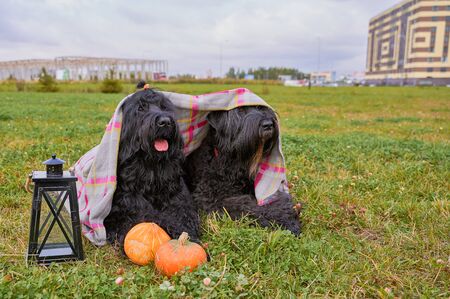 Two large massive dogs lie on grass in Parkの写真素材
