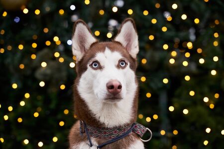 husky holiday lights in evening. shot animalの写真素材