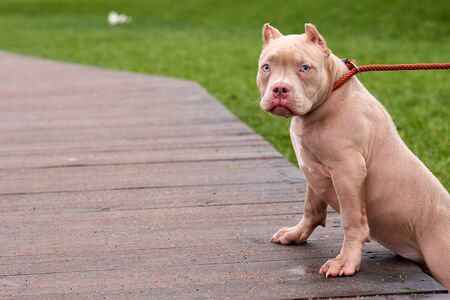 American bully peach color Empty space for adsの写真素材