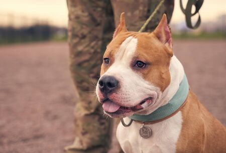 Fighting Terrier brown ginger color short hairの写真素材