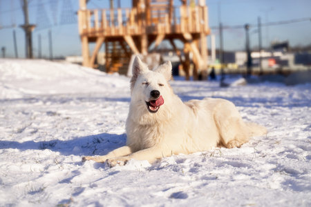 animal in winter snow Dog on walk bright Sunny day