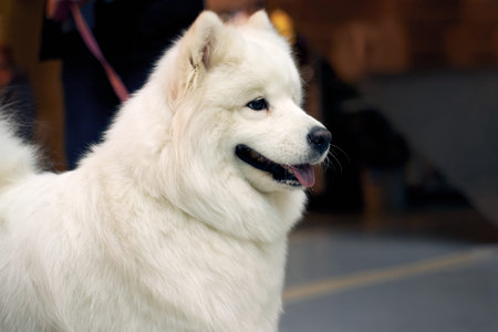 Dog is on exhibition to get title. image of animal