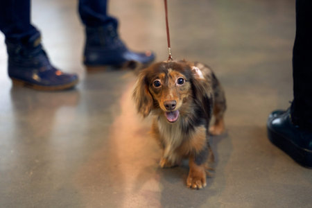 Dog is on exhibition to get title. image of animal