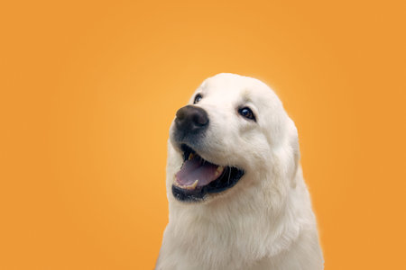 animal isolated in Studio looks at place text.