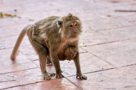 Hungry monkeys in reserve , take food from person