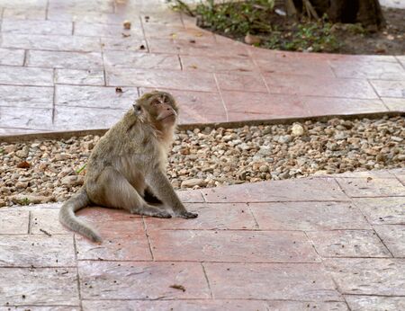 Hungry monkeys in reserve , take food from personの写真素材