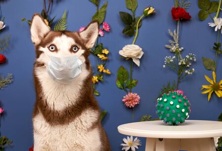 Young husky posing. Cute playful white and brown dog looks happy, isolated in background with fixed flowers on wall empty space for inserting text and ads advertising. Full-length pet sits on floorの写真素材
