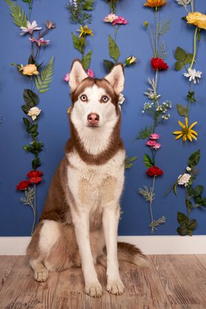 Young husky posing. Cute playful white brown dogの写真素材