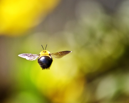 Bee in Flightの写真素材