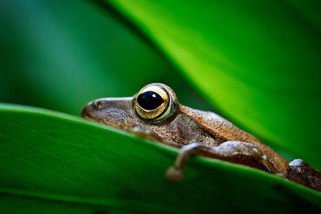 A frog among the leavesの写真素材
