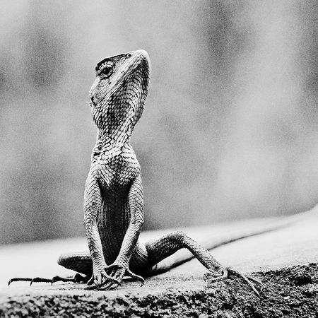 Lizard modelの写真素材