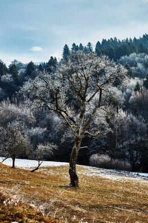 Winter landscape of tree with mountainsの写真素材