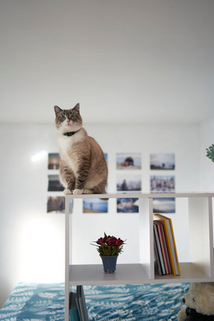 Siamese/Thai cat sits on a white shelf divides the room into two parts, separating the work area from the bedの写真素材