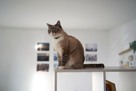 a Siamese/Thai cat sits on a white shelf divides the room into two parts, separating the work area from the bedの写真素材