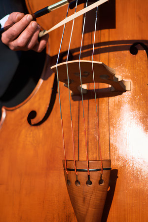 The double bass strings cast a shadow on the smooth surface of the instrument