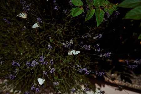 white butterflies in lavender, backgroundの写真素材