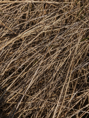 dry grass texture backgroundの写真素材