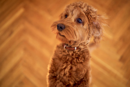 an inquisitive cockapoo girl stands on her hind legs