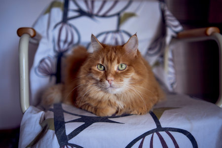 fluffy red cat is sitting on a chair