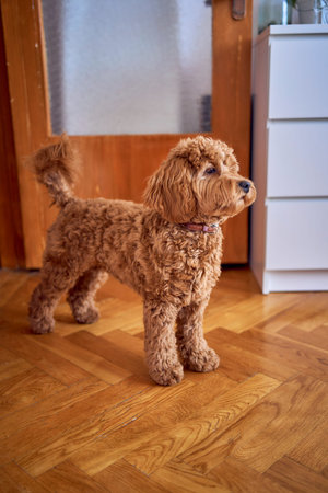 brown cockapoo against the background of a red door peeks into the owners' bedroom
