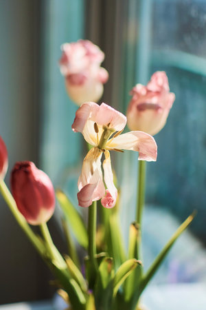 wilted tulips on the windowsill, the beauty of wilting, the metaphor of aging, the beauty of old age