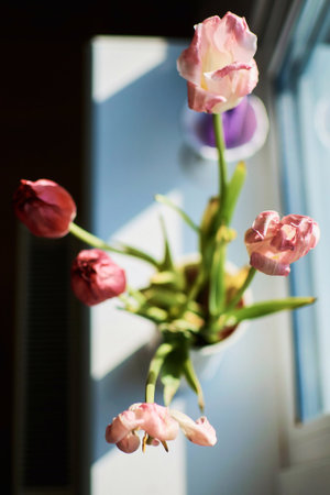 wilted tulips on the windowsill, the beauty of wilting, the metaphor of aging, the beauty of old ageの写真素材