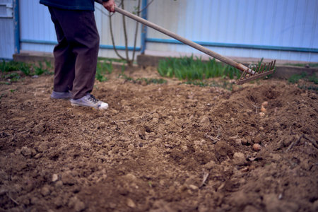 person wraps rows of planted potatoes with a rakeの写真素材