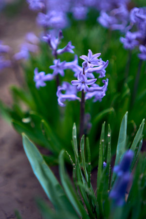 the blue spring flowers on the flowerbed