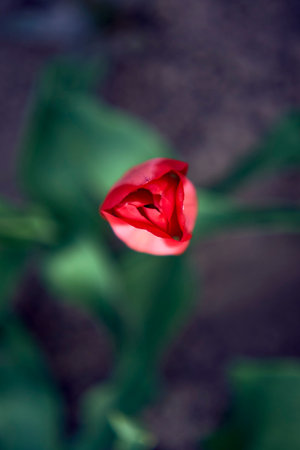the red tulips are planted in rows on the flowerbed