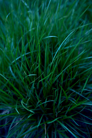 a texture of fresh green grass, background
