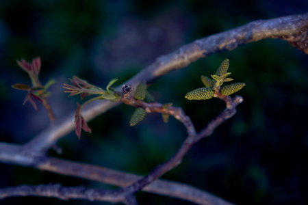 first spring sprouts of a walnut tree