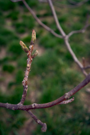 first spring sprouts of a walnut tree