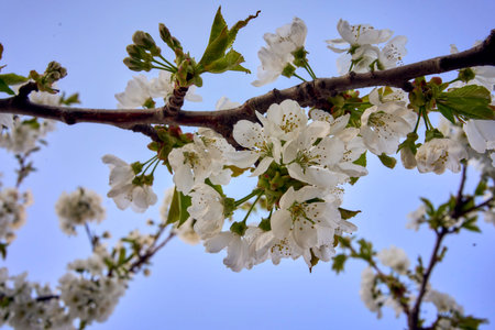 a cherry blossom on the background of the sky at dawn