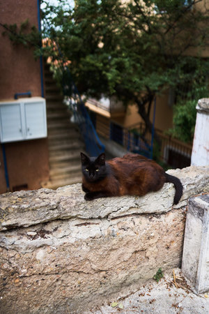 black cat on a cement fence on a summer day