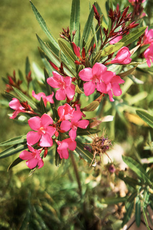 a beautiful pink flowers on the street of Istanbul