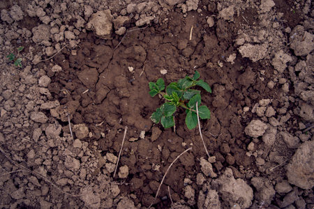 process of planting potatoes using plows in rowsの写真素材