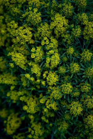an Euphorbia cyparissias texture, backgroundの写真素材
