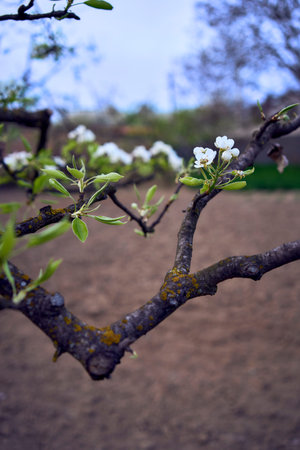 a pear branch with blossom