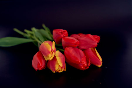 the red and yellow tulips on a black backgroundの写真素材