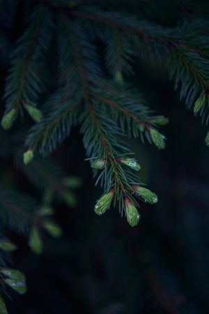 the new twigs grow on a coniferous tree