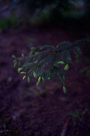 the new twigs grow on a coniferous tree