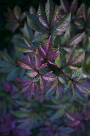 a peony leaves and bud covered with raindrops, plant backgroundの写真素材
