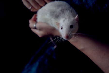 husky dumbo rat cuddles with its ownerの写真素材